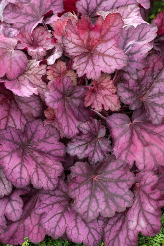 Heuchera hybride Wild Rose