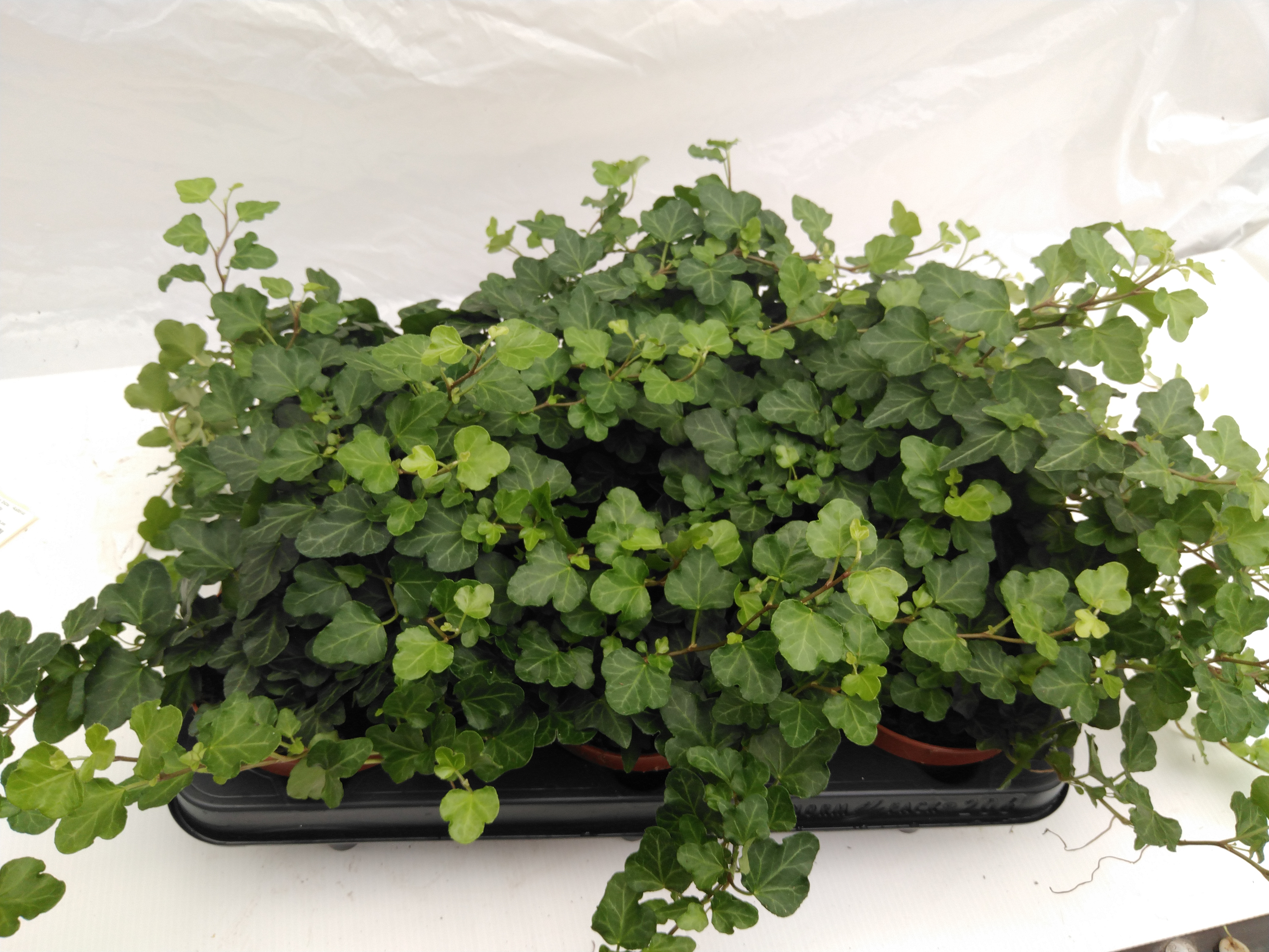 Hedera helix 'Wonder'
