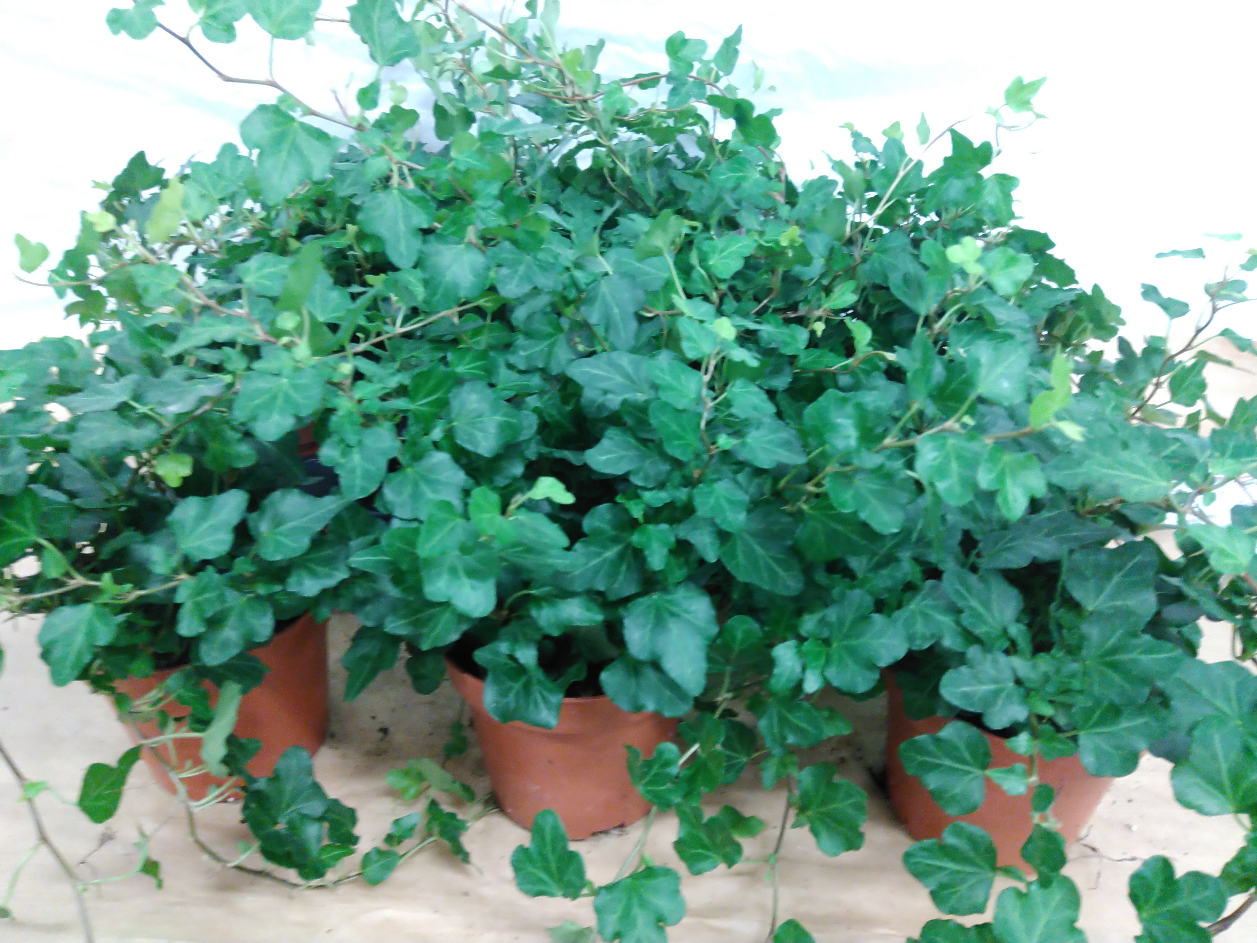 Hedera helix 'Wonder'