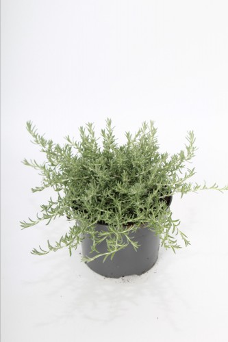 Helichrysum italicum 'Moundy'