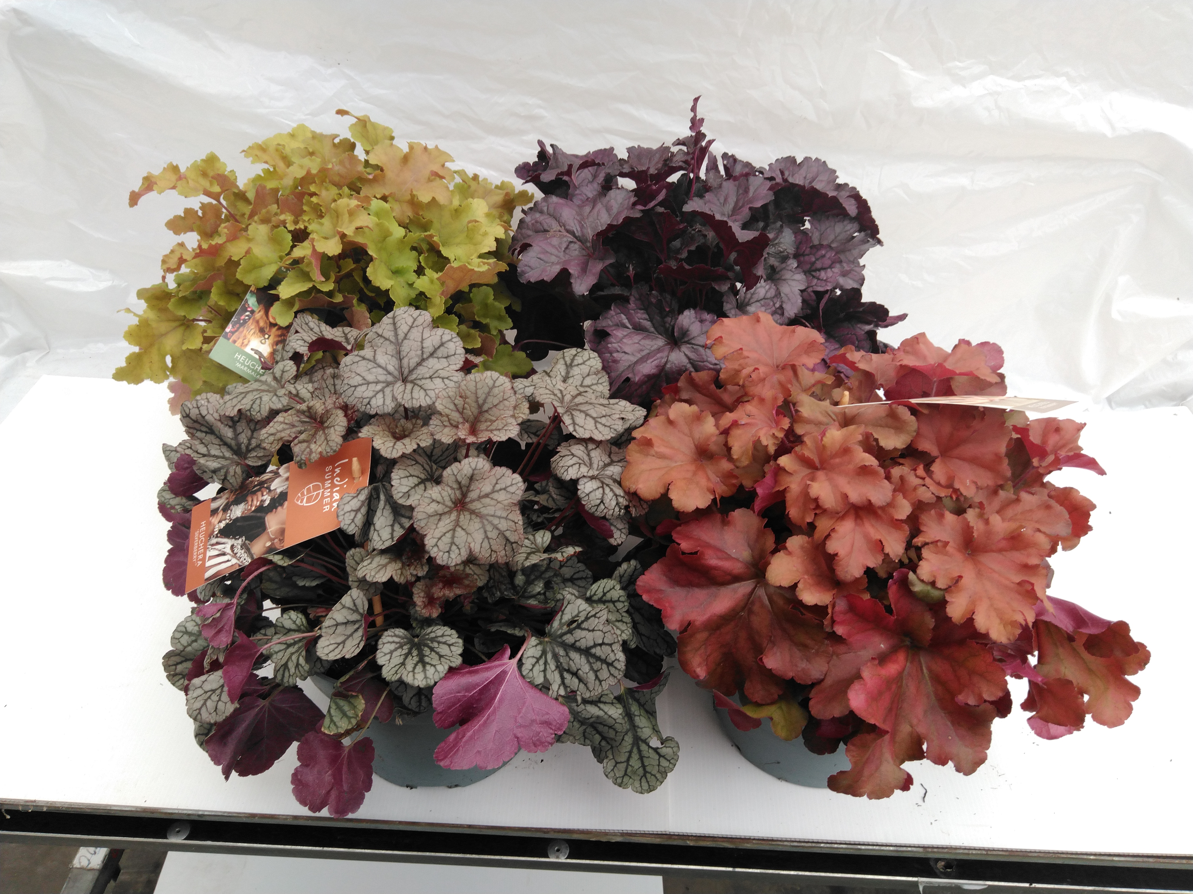 Heuchera 'Indian Summer' mix