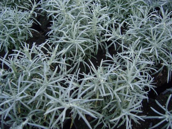 Helichrysum italicum - Italië