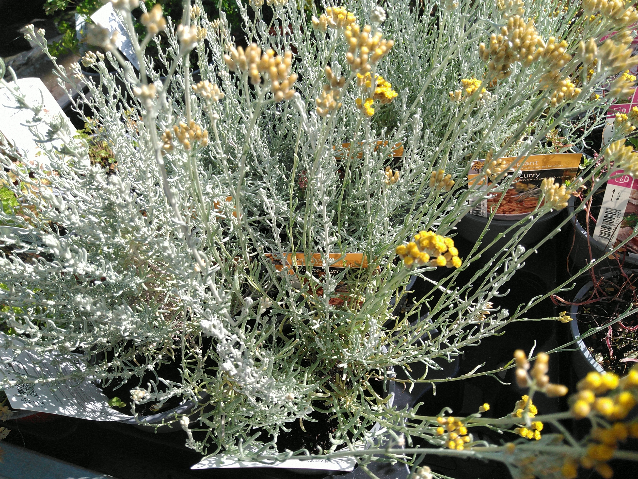 Helichrysum italicum - Italië