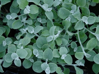 Helichrysum lanatum 'Silver Leaf' Helichrysum lanatum 'Silver Leaf'