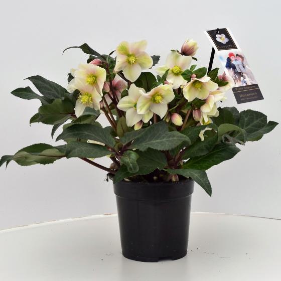 Helleborus niger HGC 'Shooting Star' ® Helleborus niger HGC 'Shooting Star' ®