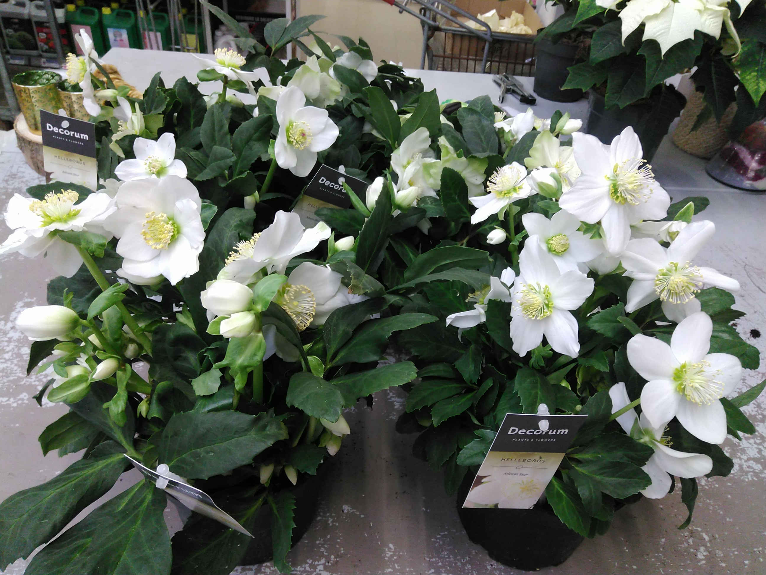 Helleborus Advent Star