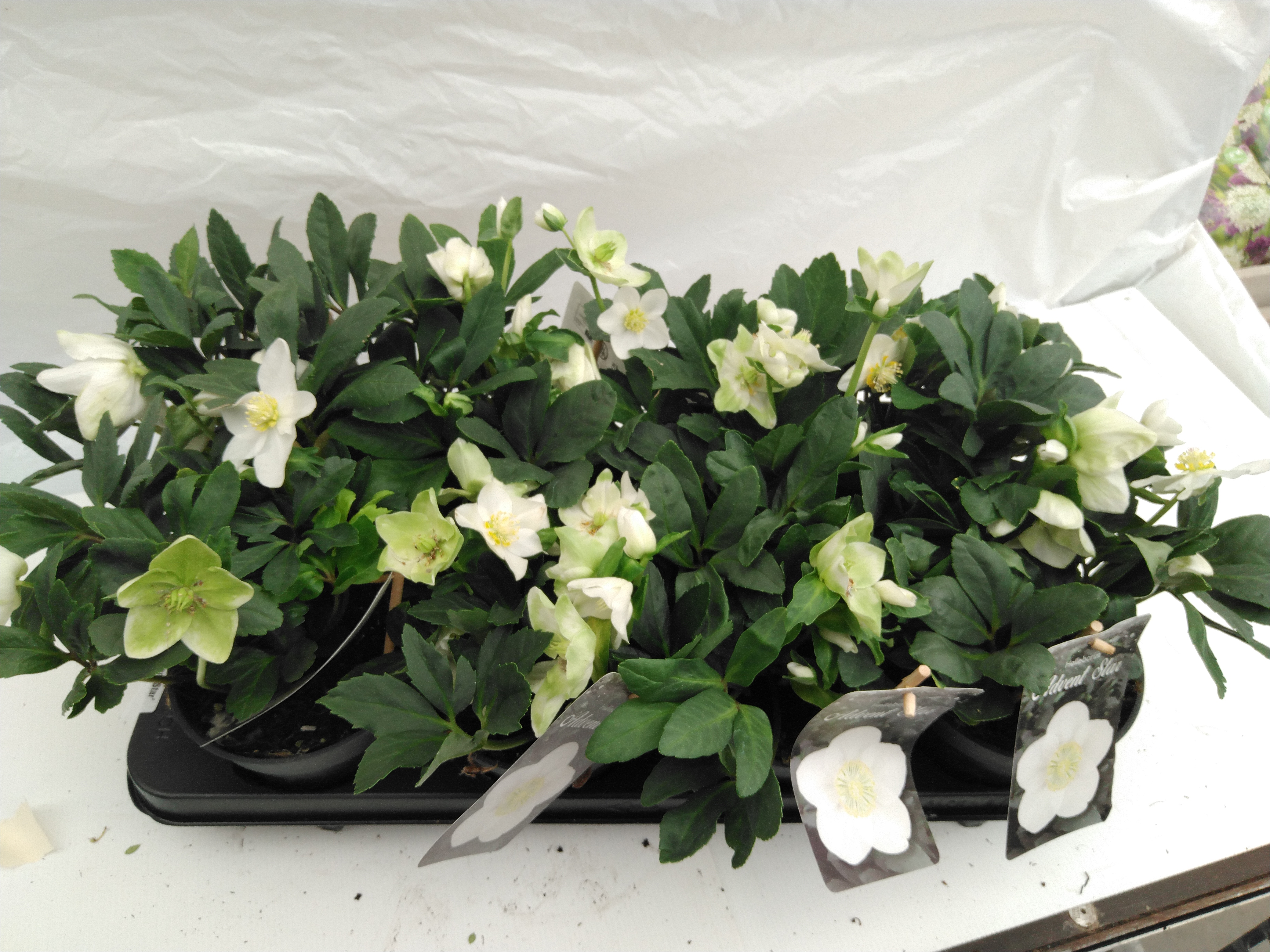 Helleborus niger 'Advent Star' Helleborus niger 'Advent Star'