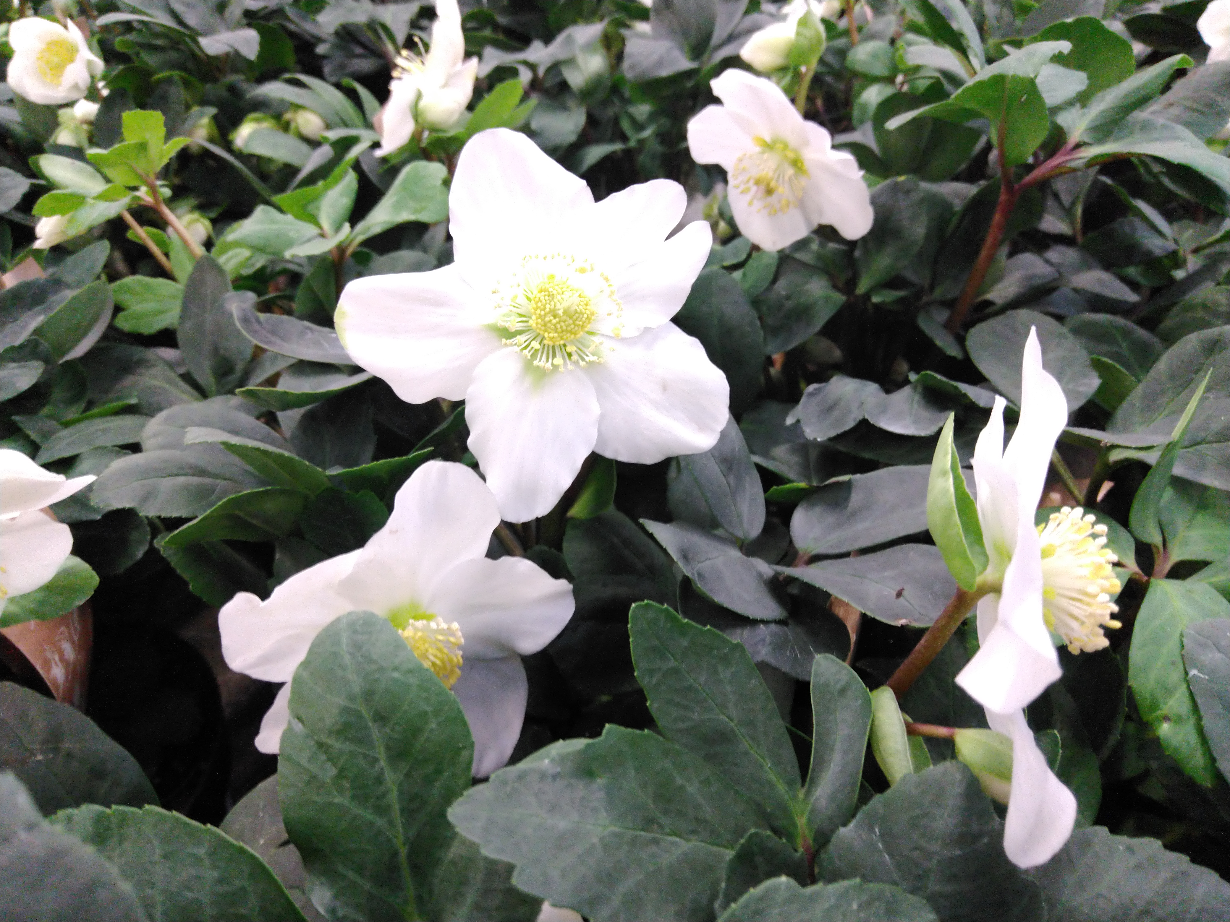 Helleborus niger 'Christmas Carol'