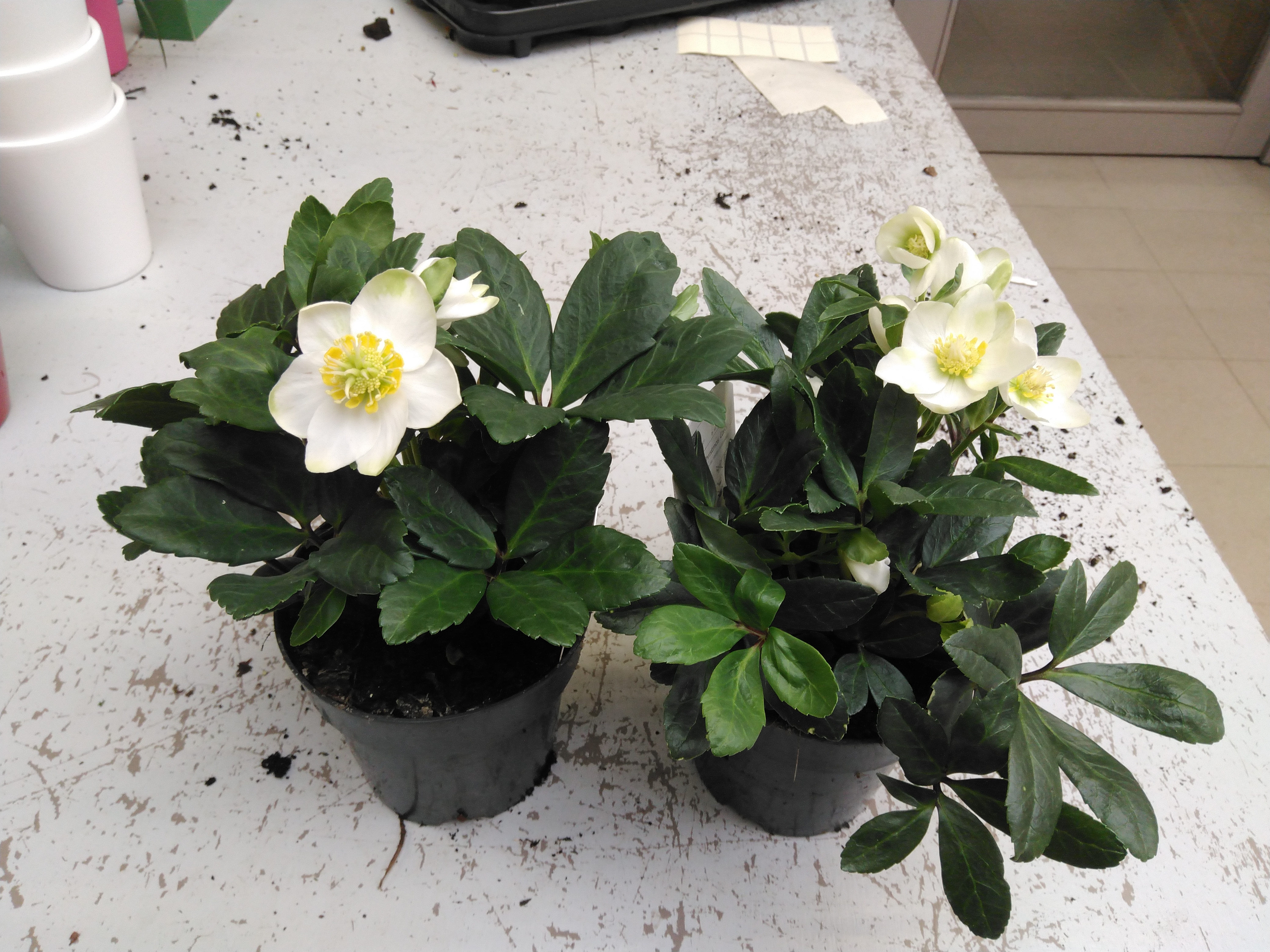 Helleborus niger 'Christmas Carol'