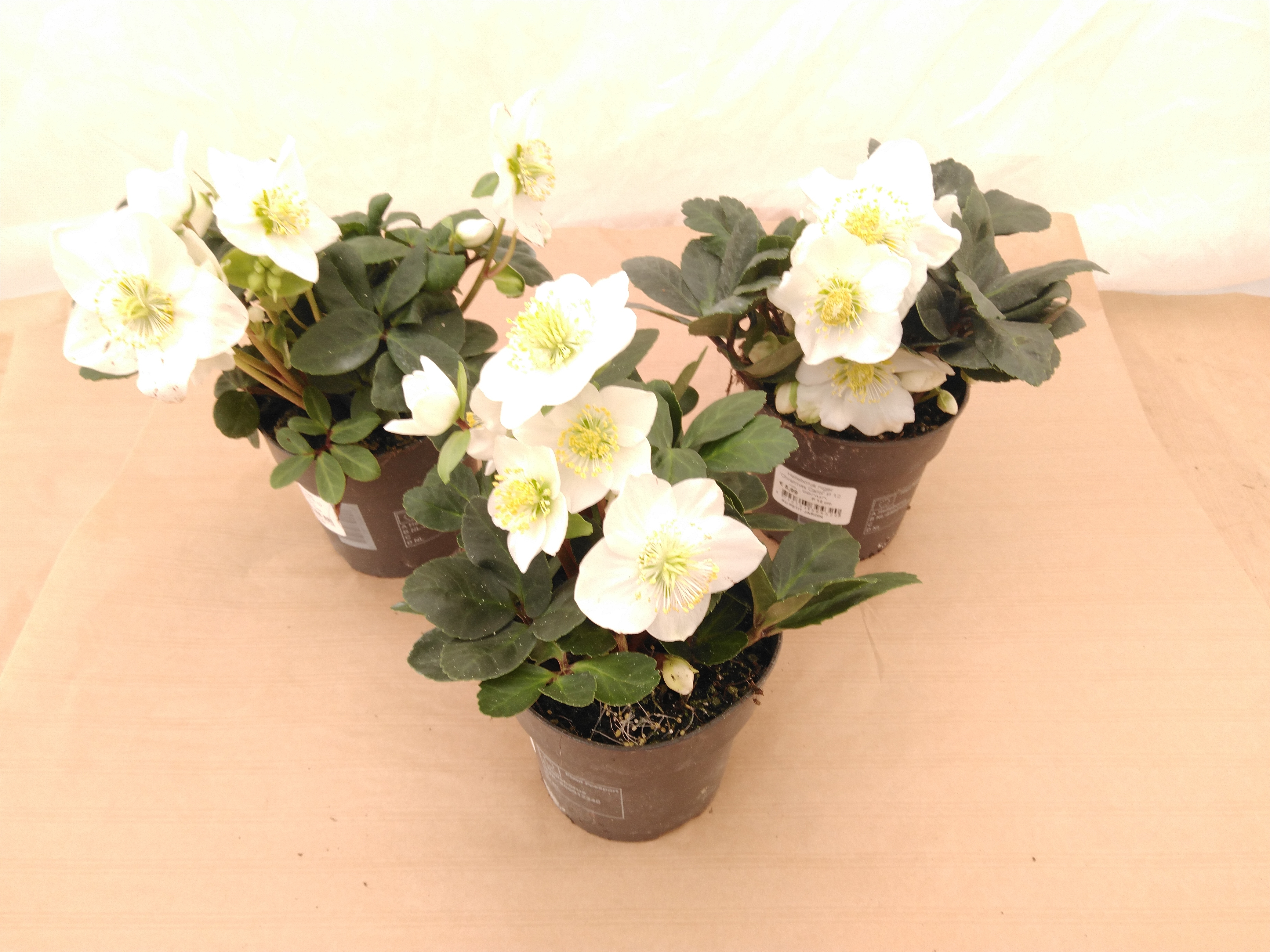 Helleborus niger 'Christmas Carol'