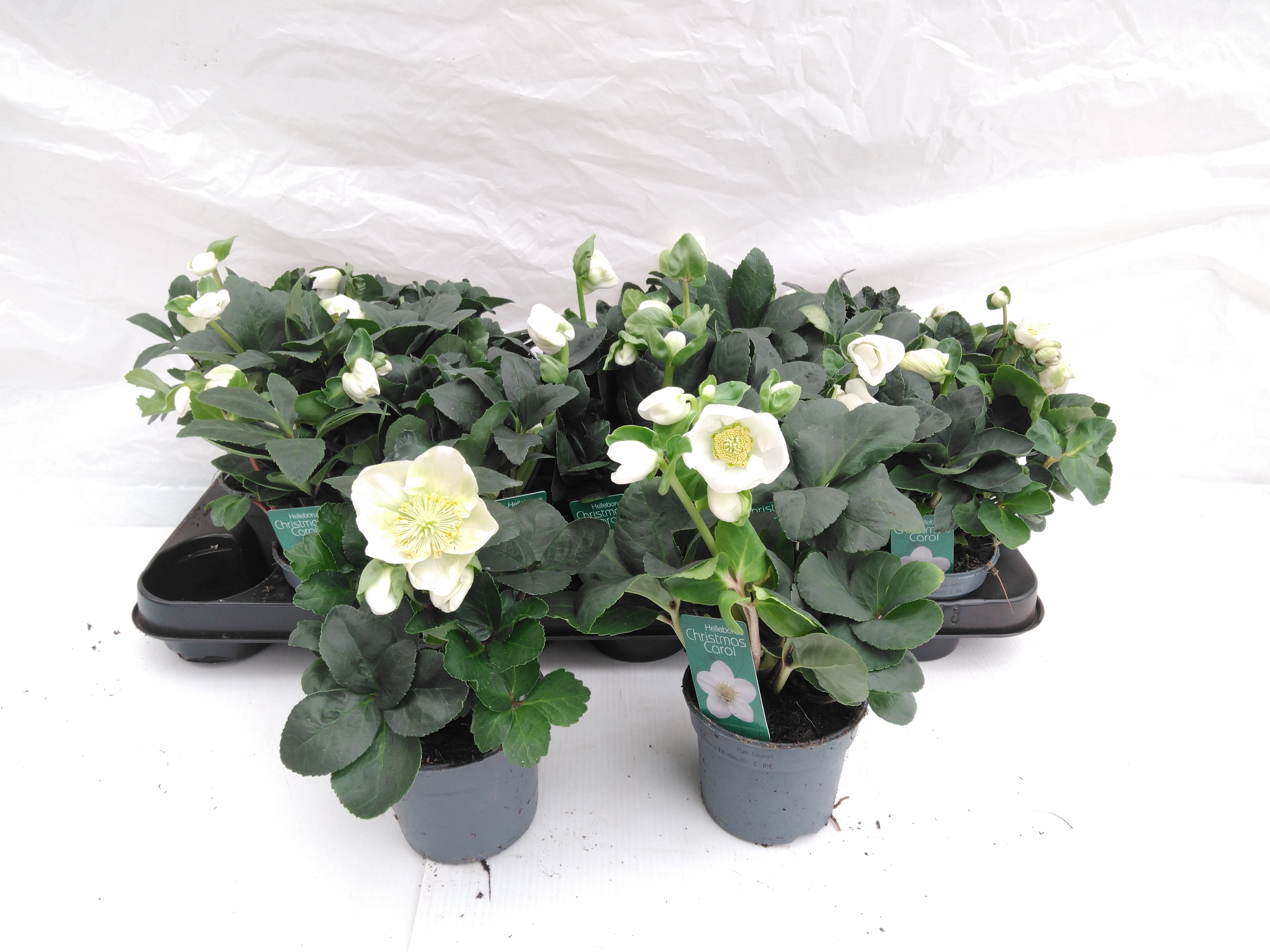 Helleborus niger 'Christmas Carol'