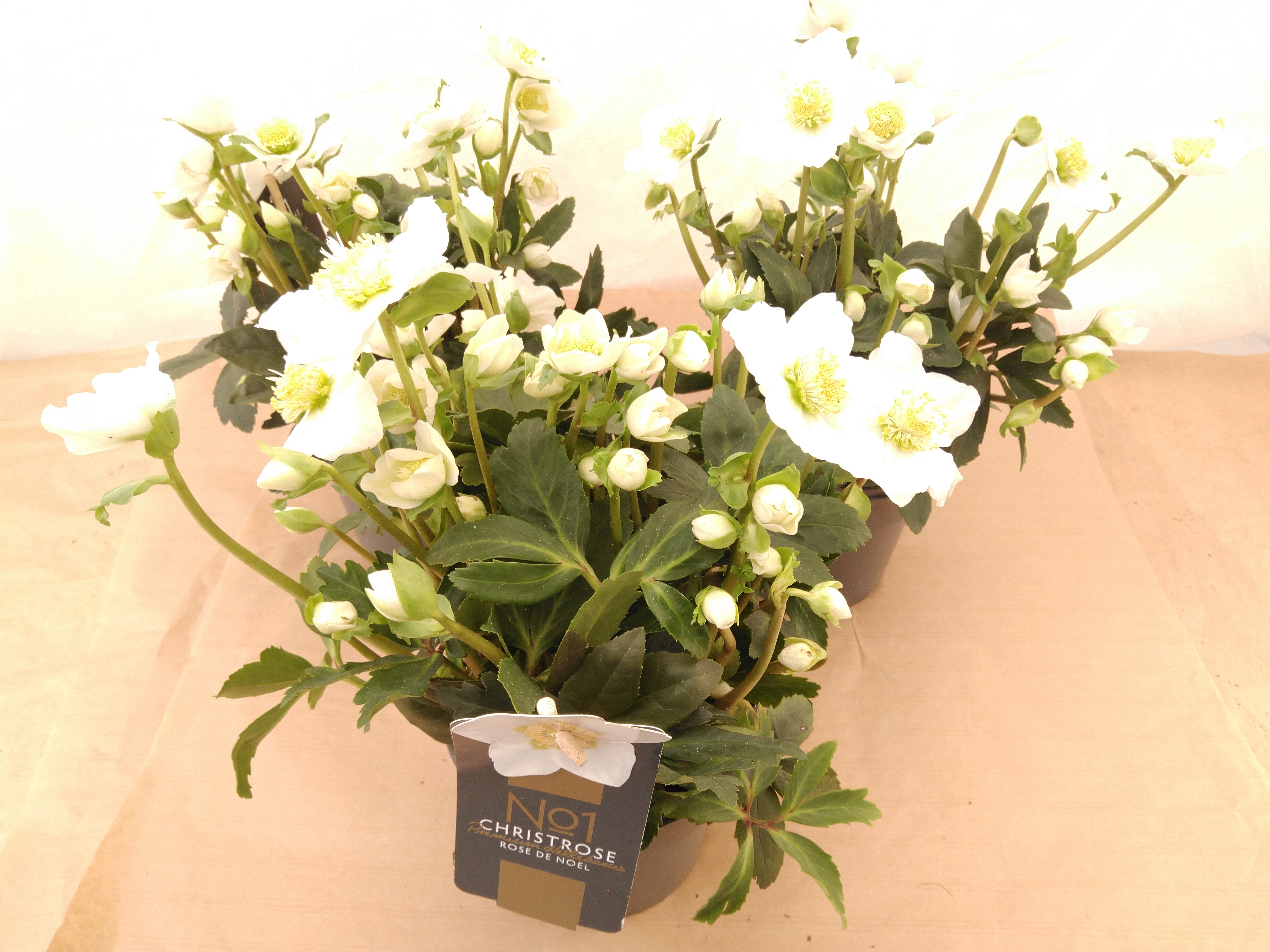 Helleborus niger 'Early Star' 