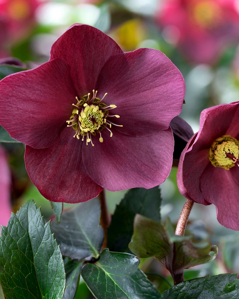 Helleborus 'Ice N Roses Early Red' Helleborus 'Ice N Roses Early Red'