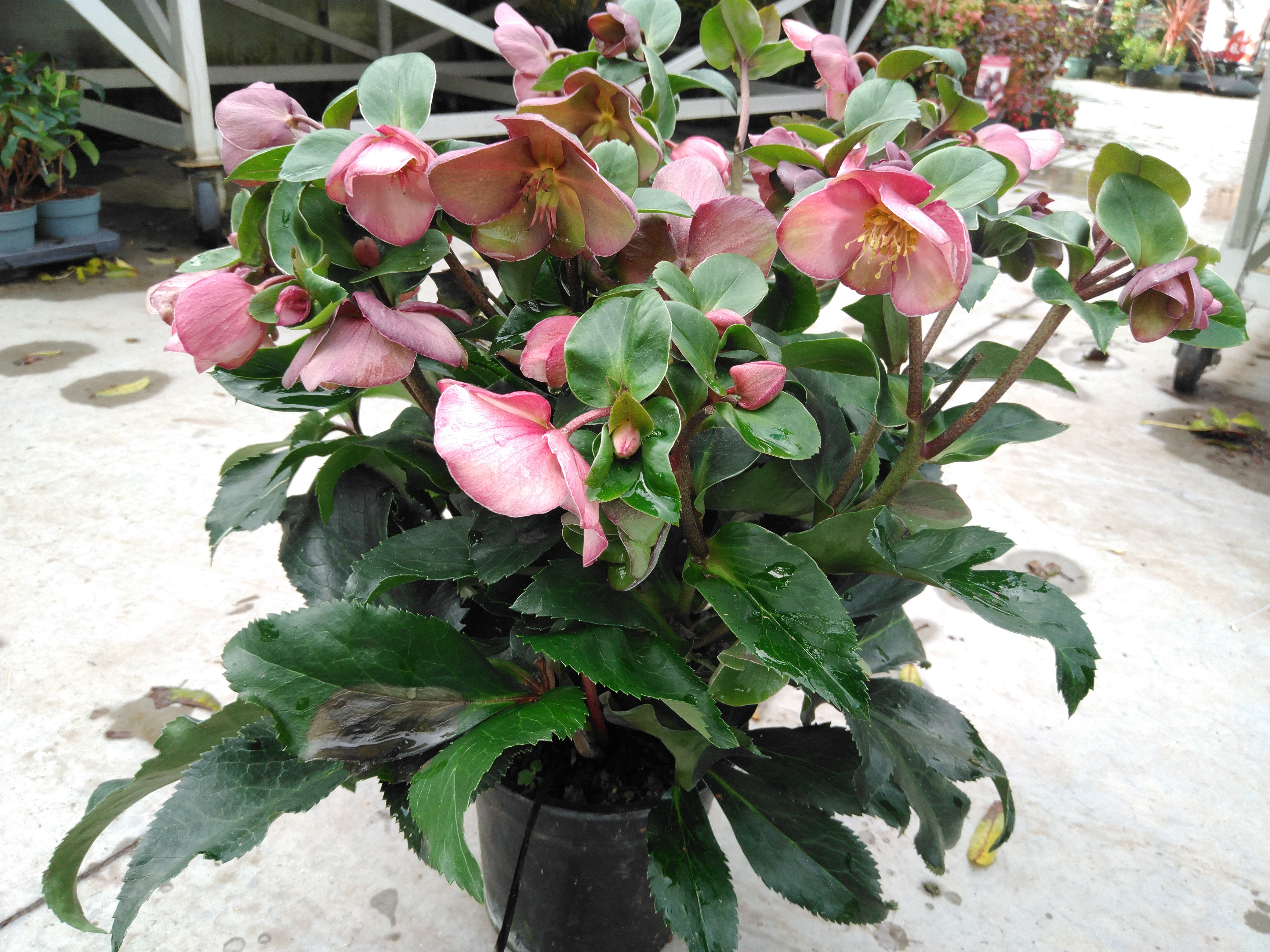Helleborus 'Ice N Roses Early Rosé'