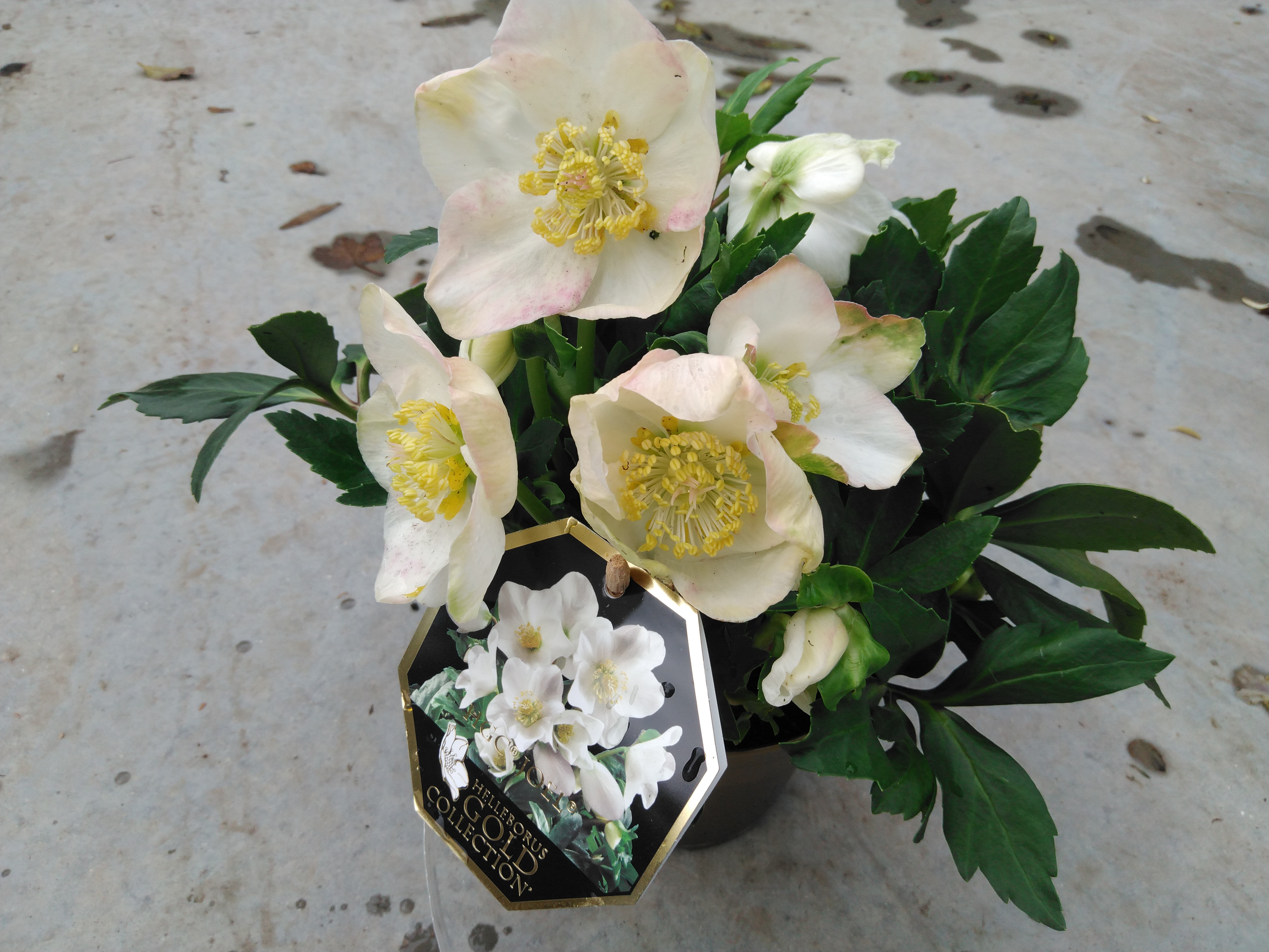 Helleborus niger 'Joel'