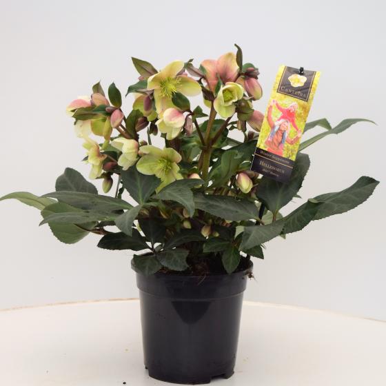 Helleborus niger 'HGC Malory' Helleborus niger 'HGC Malory'