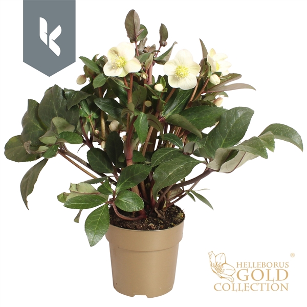Helleborus niger 'HGC Snow Dance'