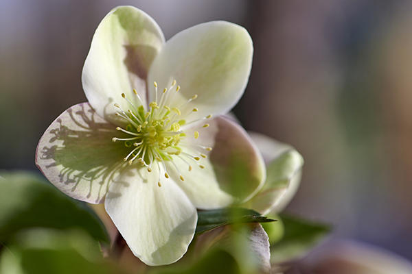 Helleborus niger 'Viv Valeria - Joie de Vivre'
