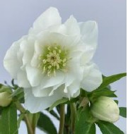 Helleborus orientalis 'VIV Amalia'
