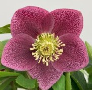 Helleborus orientalis 'VIV Batista'