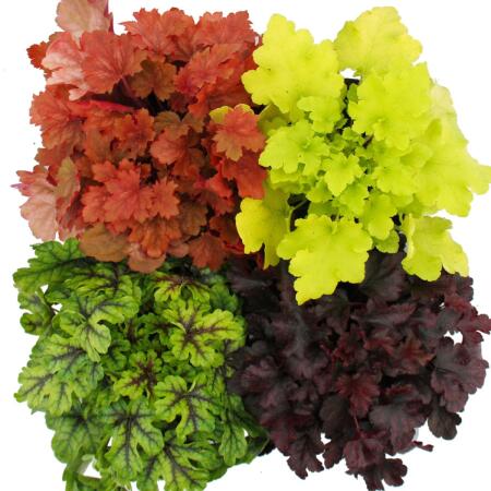 Heuchera in cultivars