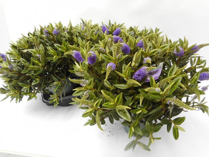 Hebe veronica in kleuren P 15 cm