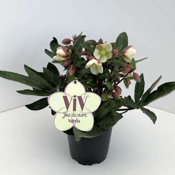 Helleborus or. VIV ' Valeria' Helleborus or. VIV ' Valeria'