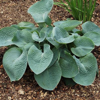 Hosta 'Abiqua Drinking Gourd' Hosta 'Abiqua Drinking Gourd'