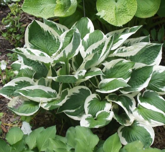 Hosta 'Patriot'