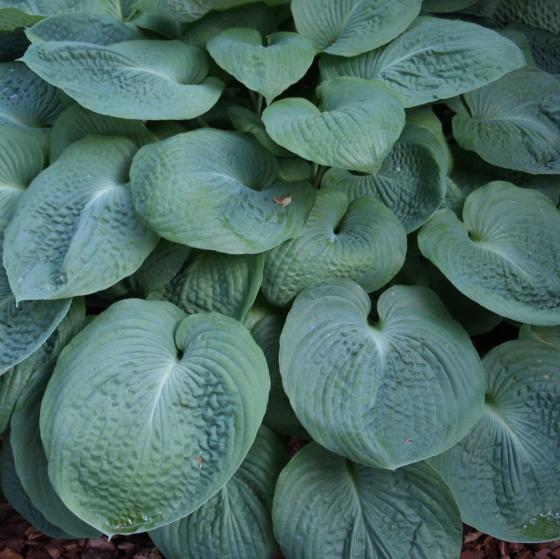 Hosta sieboldiana 'Elegans'