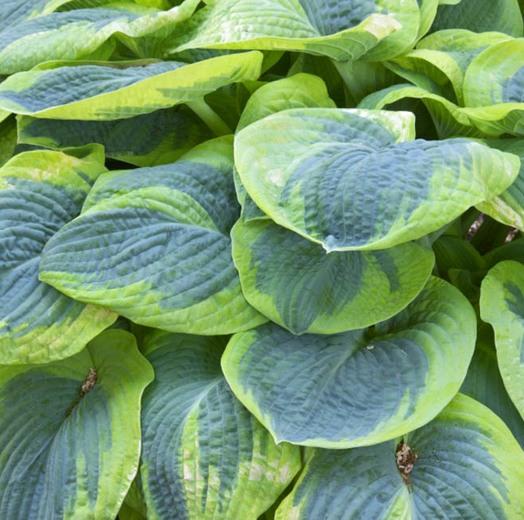 Hosta 'Frances Williams'