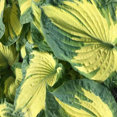 Hosta 'Golden Meadows' Hosta 'Golden Meadows'