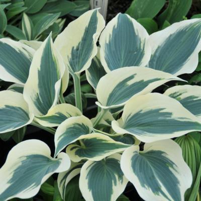 Hosta 'Great Escape' Hosta 'Great Escape'