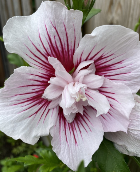 Hibiscus chiffon Mix