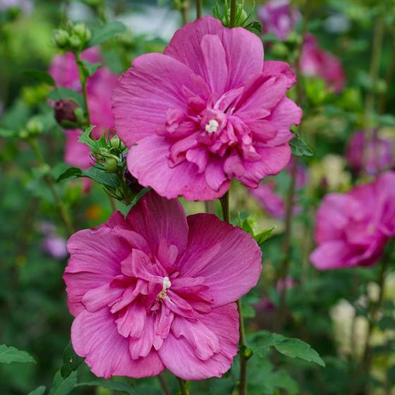 Hibiscus chiffon Mix