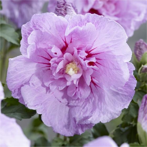 Hibiscus chiffon Mix