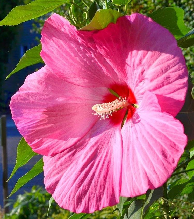 Hibiscus mos. 'Extreme Hot Pink' 