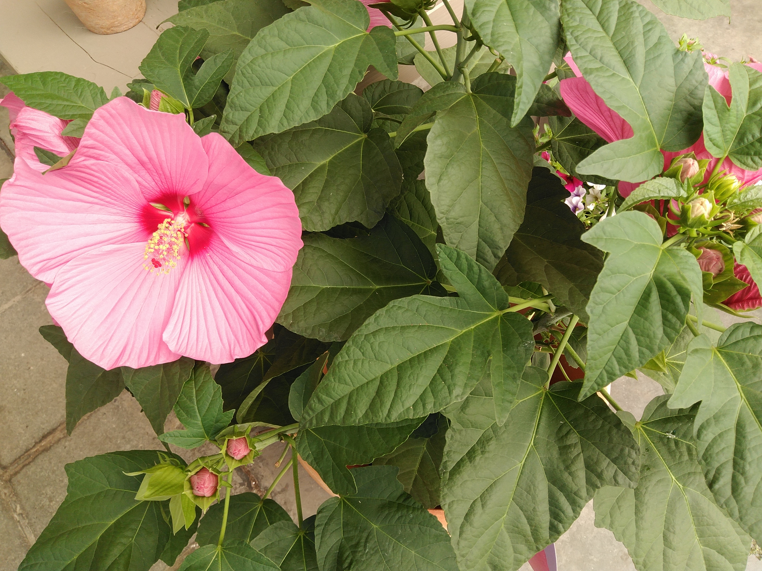 Hibiscus mosch. 'Extreme'  XXL
