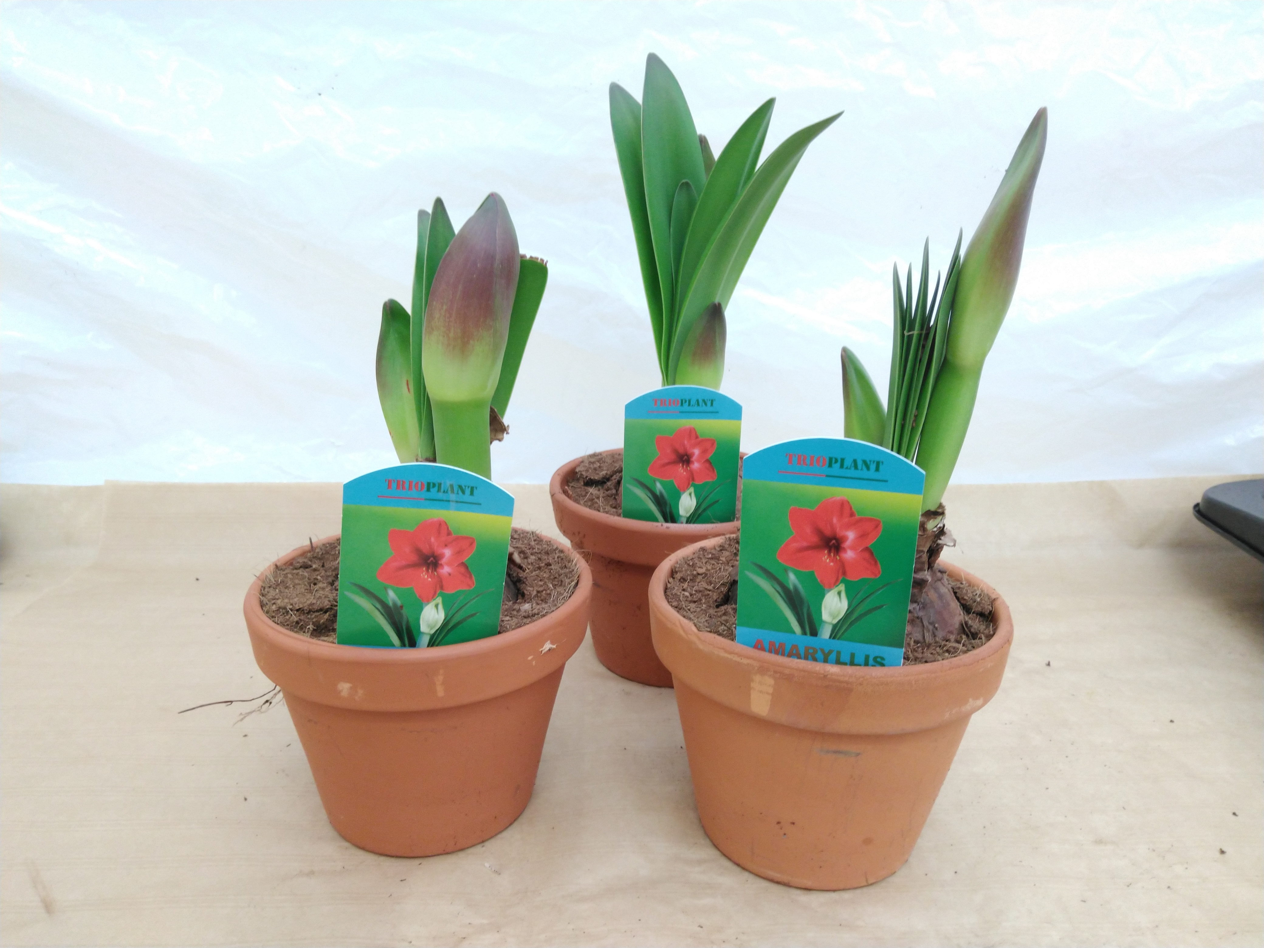 Hippeastrum ... 2 steel rood in terracotta