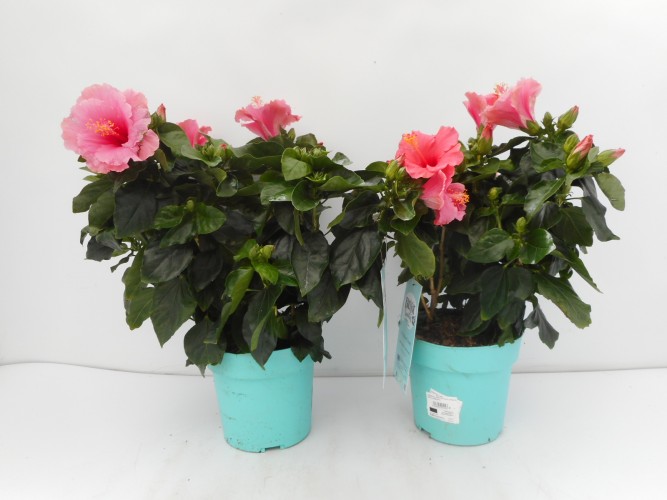 HIBISCUS rosa-sinensis Longlife in kleuren 
