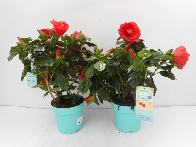 HIBISCUS rosa-sinensis Longlife in kleuren 