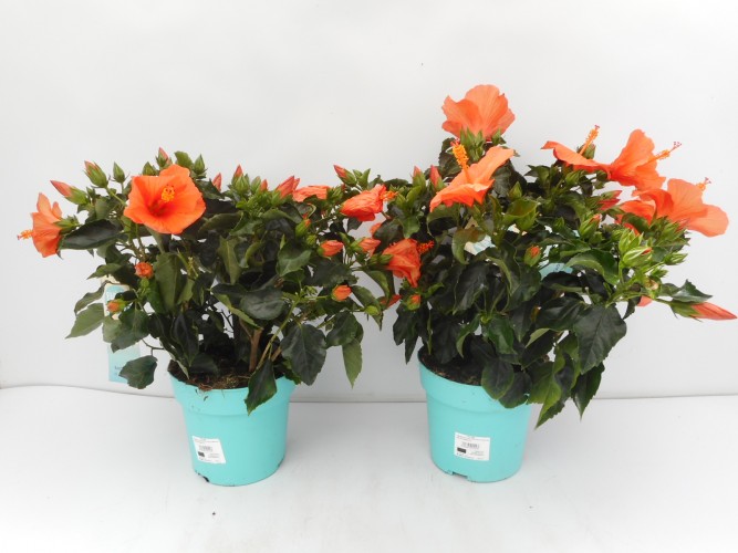 HIBISCUS rosa-sinensis Longlife in kleuren 