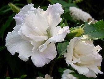 Hibiscus syr. 'Admiral Dewey' Hibiscus syr. 'Admiral Dewey'