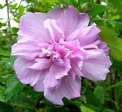 Hibiscus syr. 'Ardens'