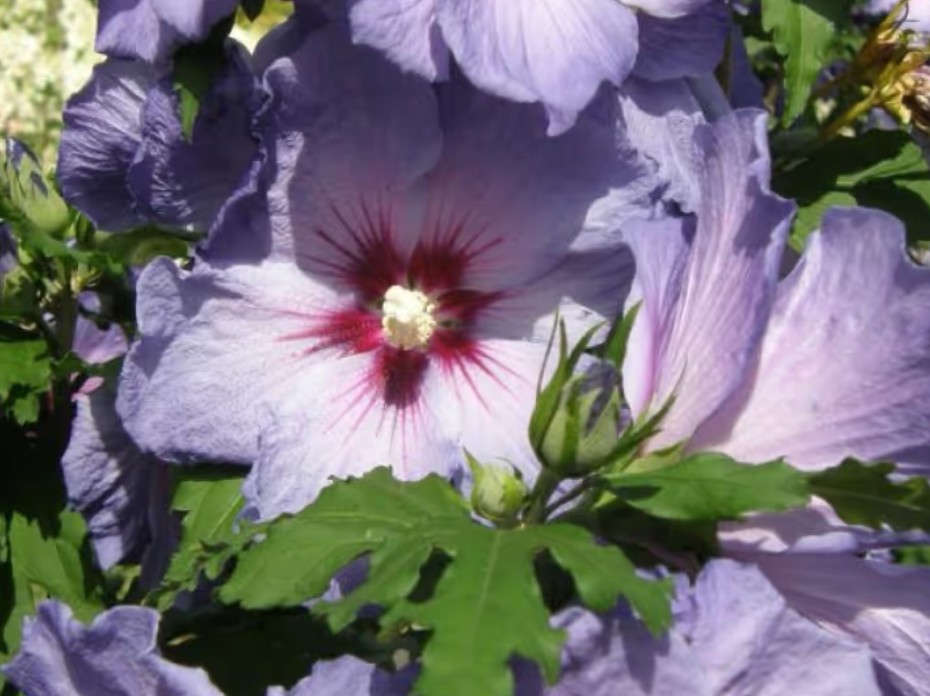 Hibiscus syriacus 'Azurii' ®