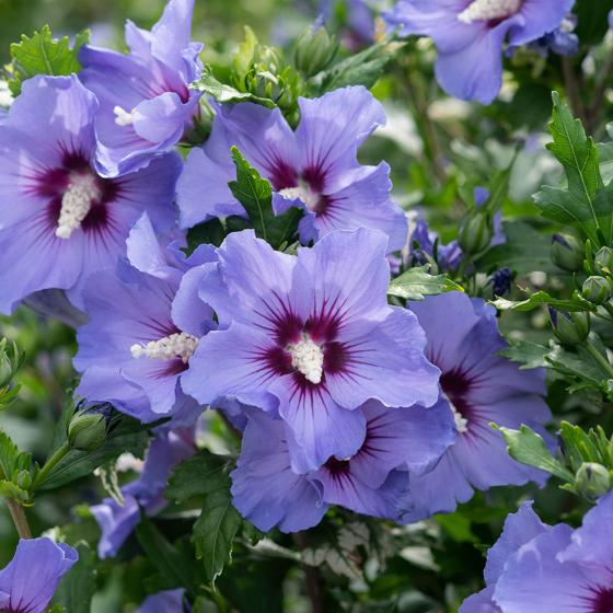 Hibiscus syr. 'Blue Chiffon' ® Hibiscus syr. 'Blue Chiffon' ®