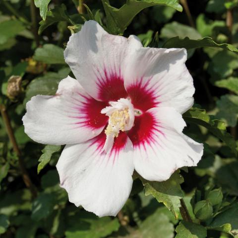 Hibiscus syr. 'Shintaeyang' Hibiscus syr. 'Shintaeyang'