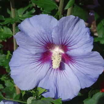 Hibiscus syr. 'Marina' Hibiscus syr. 'Marina'