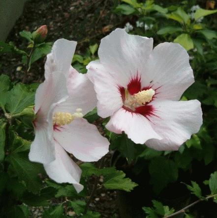 Hibiscus syr. 'Melroze' Hibiscus syr. 'Melroze'