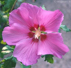 Hibiscus syr. 'Pink Giant' Hibiscus syr. 'Pink Giant'